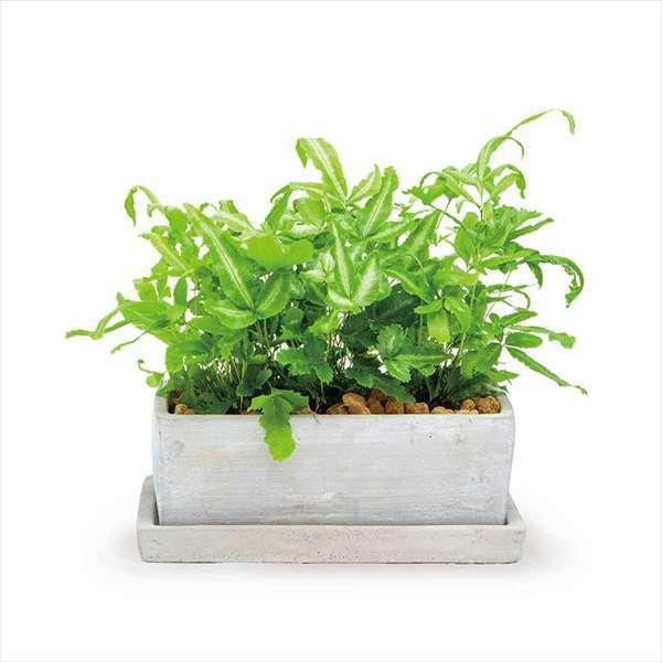 SOLID PLANTER RECTANGLE L PLAIN ソリッドプランターレクタングルＬ　プレーン  受皿付 陶器 鉢　ダルトン A555-426LPL (S：0240)｜honyaclub｜04