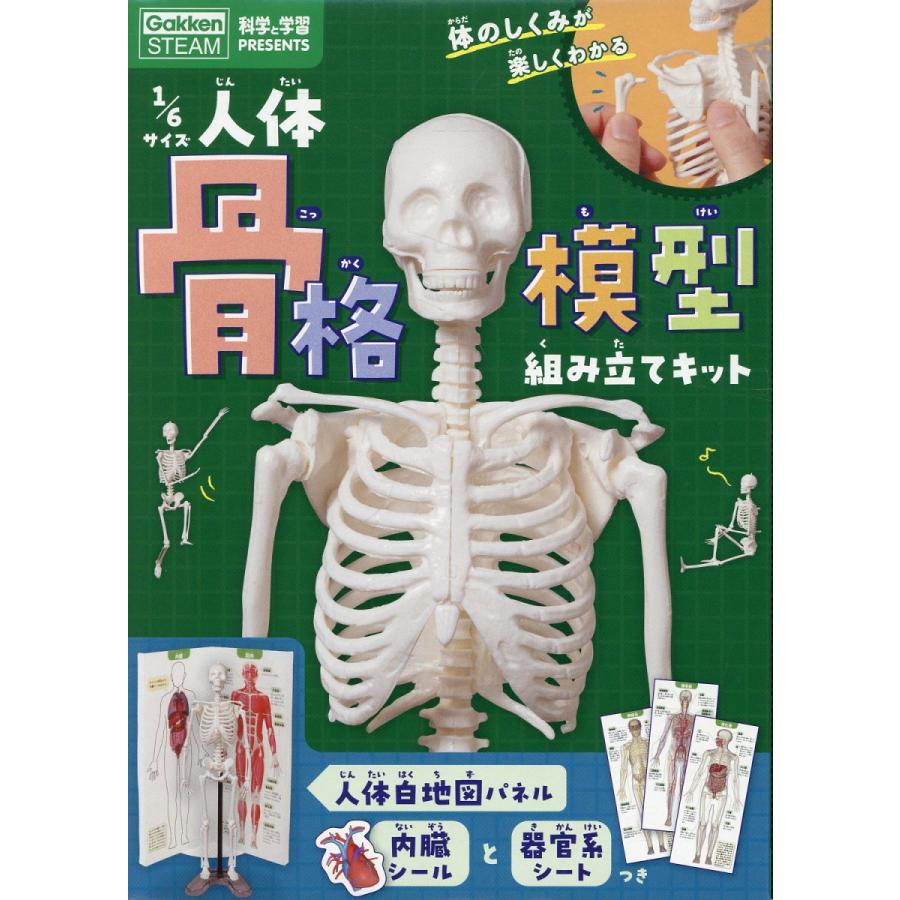 【ほぼ未使用・美品】背骨〜骨盤 骨格模型＋スタンド＋参考書2冊セット 翌日発送・1／6サイズ人体骨格模型組み立てキット/坂井建雄 : Honya