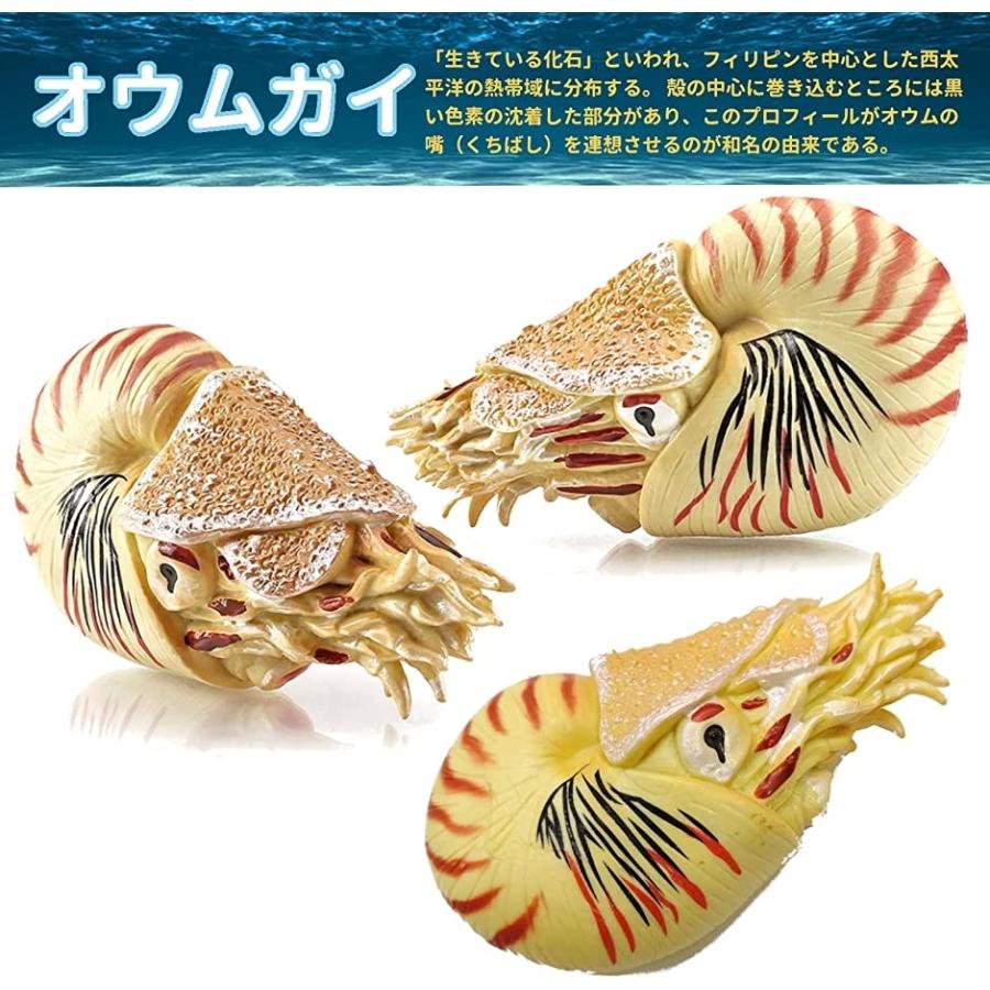 オウムガイ フィギュア アンモナイト 貝殻 おもちゃ 6 オウムガイ アンモナイト 2b4nwqwcyt スピード発送 ホリック 通販 Yahoo ショッピング