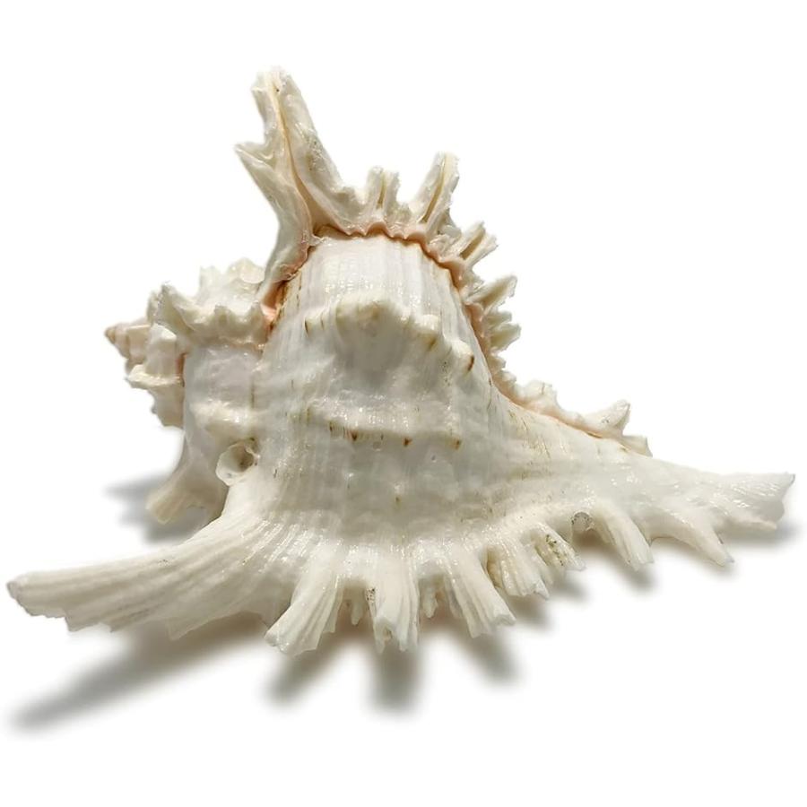 海の贈り物 特大サイズ テングガイ 貝殻 １個 撮影小道具 ハワイアン マリン インテリア 長辺