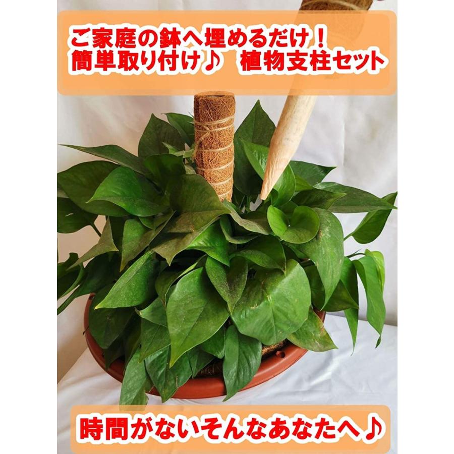 植物支柱 園芸支柱 観葉支柱 ライト 棚 土 天然ココナッツ 給水 フラワースタンド 支柱棚 園芸用 2b6qwkt8sx ホリックワークショップ 通販 Yahoo ショッピング