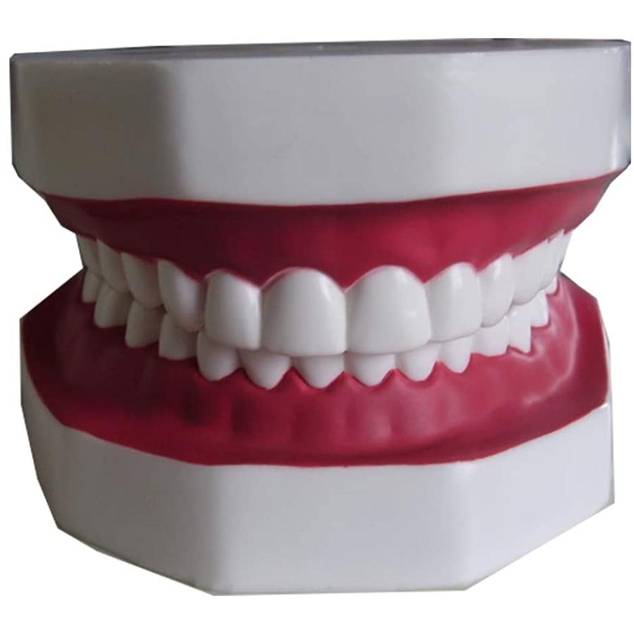歯型 歯列 模型 歯みがき 指導 練習 説明 デモンストレーション 口腔ケア 白 143x156mmx高さ103mm 2b8w8y0ii2 ホリックワークショップ 通販 Yahoo ショッピング