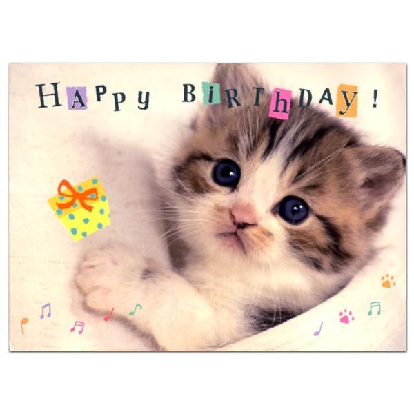 バースデーカード ミュージックカード ネコ B48 041 学研ステイフル Birthday グリーティングカード Card お誕生お祝 まとめ買い特価 メロディー付二つ折り誕生日カード