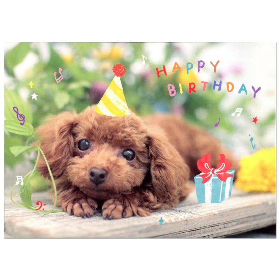 バースデーカード ミュージックカード 犬 トイプードル B48 060 学研ステイフル メロディー付二つ折り誕生日カード Birthday Card B48 060 堀萬昭堂 ヤフー店 通販 Yahoo ショッピング