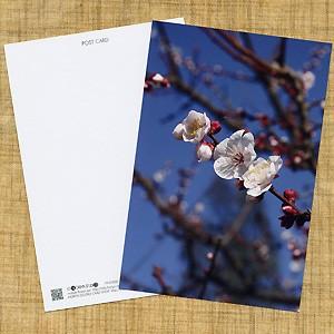 花のポストカード ウメ｜horiya-studio