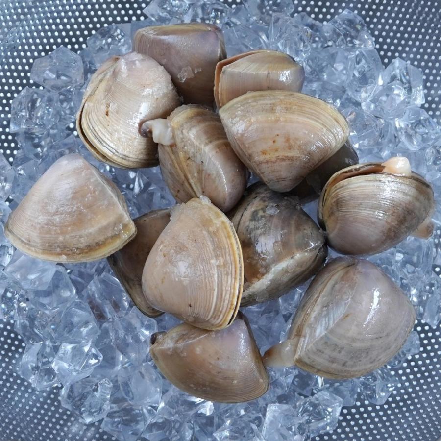 天然 はまぐり 殻付き 貝 ニュージーランド産 500g 冷凍 加熱用 新鮮 ハマグリ 蛤 砂抜き バーベキュー ひな祭り お食い初め 砂出し不要 Sf780 Horizon Farms 通販 Yahoo ショッピング