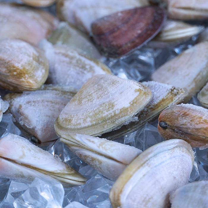 MSC 認証 天然 ピピ貝 オーストラリア産 殻付き 砂抜き 処理済み 400g