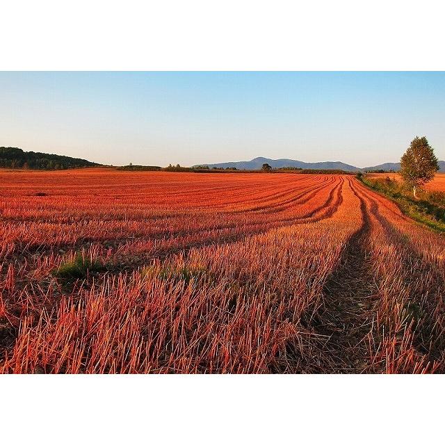 【送料無料】年越しそば5人前×1　産地直送！手打ち そば！年越しそば！幌加内そば |  | 09