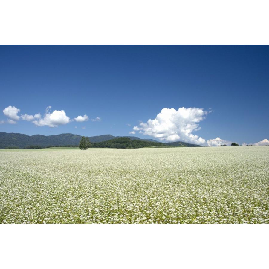 【送料無料】年越しそば5人前×1　産地直送！手打ち そば！年越しそば！幌加内そば |  | 10