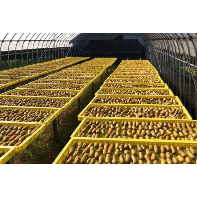 小池農園 紅はるか【訳ありシロタ】バラ詰2Kg 国産無添加 : ほしいも