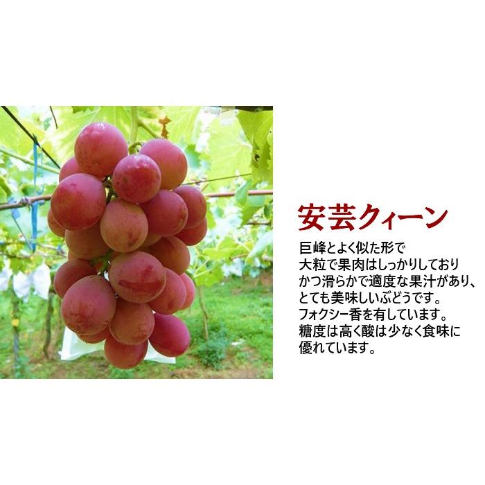 【朝採れ！】欧米系ぶどう詰合せ2kg (高尾 安芸クィーン キタサキレッド 巨峰 等) 茨城県産 産地直送 ブドウ 葡萄｜hoshiimokobo｜04