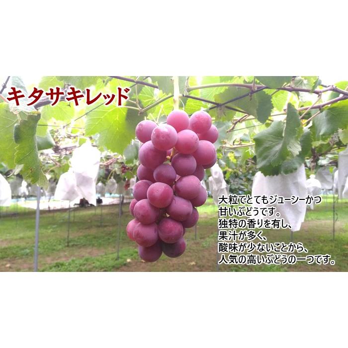 朝採れ！】欧米系ぶどう詰合せ2kg (高尾 安芸クィーン