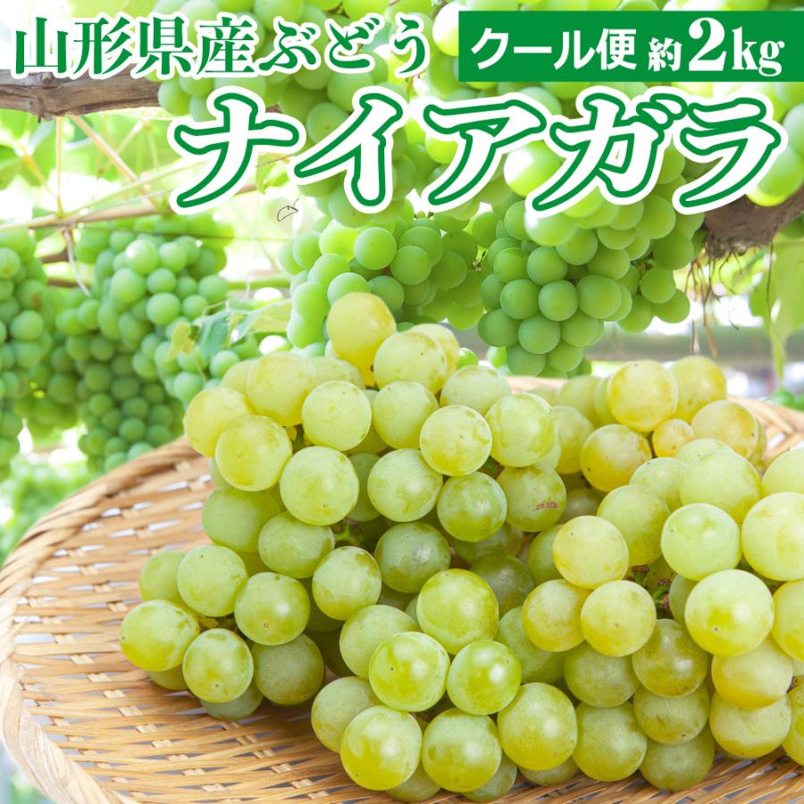 984円 若者の大愛商品 ぶどう 葡萄 ナイアガラ 約２kg 秀品 山形県産 ブドウ ナイヤガラ 沖縄及び離島への発送不可