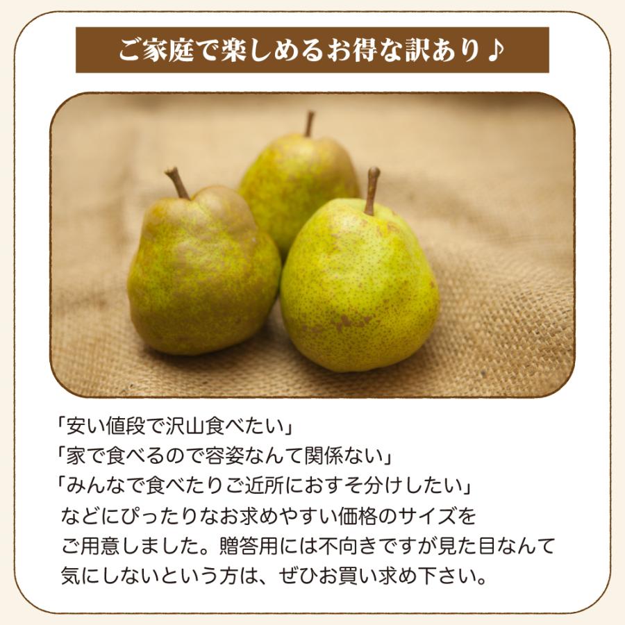 ラ・フランス 訳あり 10kg 送料無料 山形県産 ご家庭用 規格外 らふらんす 西洋梨 洋梨 予冷済み｜hoshino-ichiba｜09