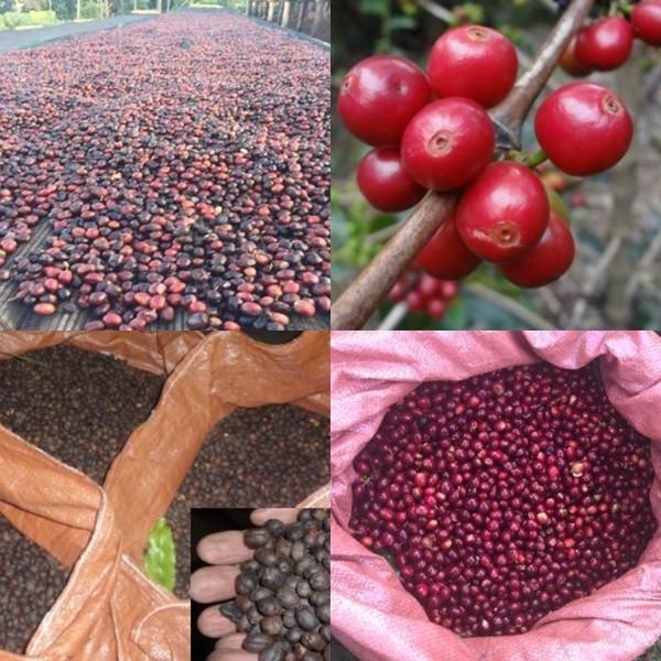 農薬を使っていない農園コーヒー エチオピア モカ シャキッソ 500g