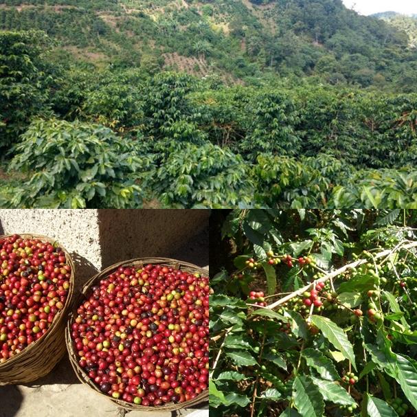 森のめぐみブレンド  400ｇ 送料無料 農薬を使っていない農園コーヒー100％使用｜hot1｜06