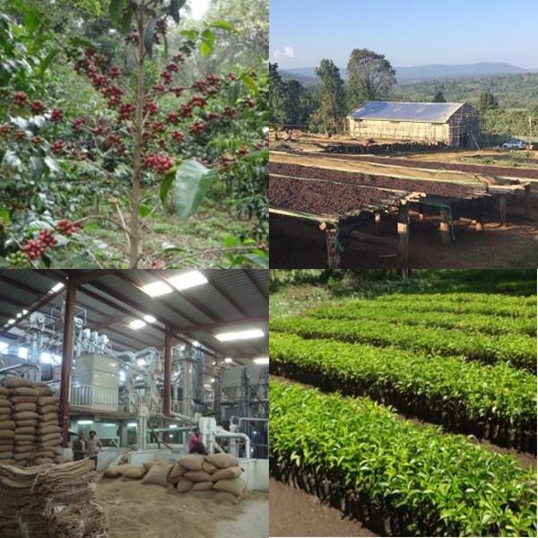農薬を使っていない農園コーヒー エチオピア モカ シャキッソ 300g 送料無料｜hot1｜03