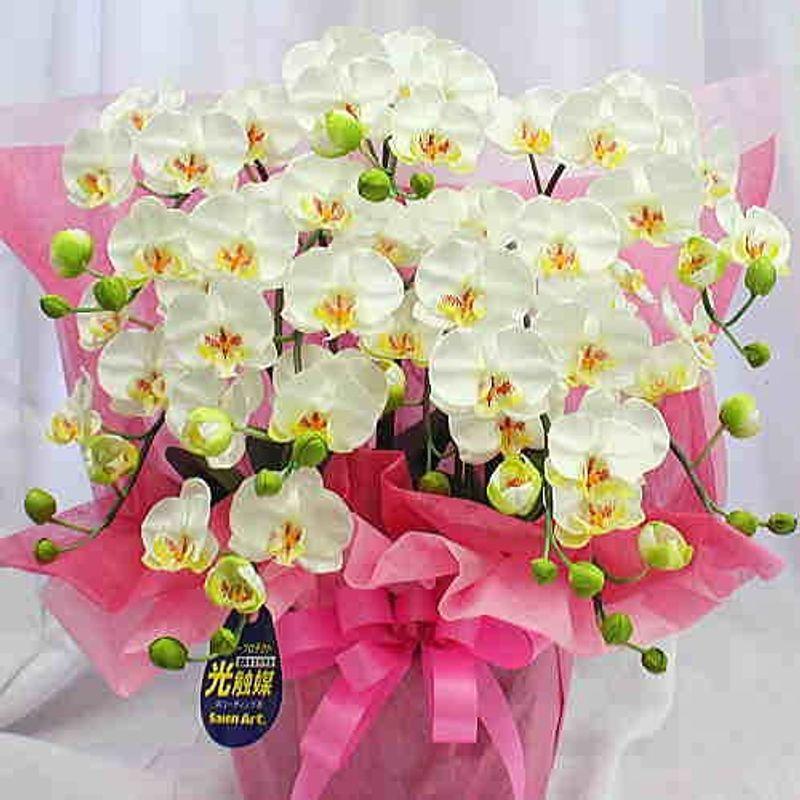 純正正規 光触媒 胡蝶蘭 ギフト 造花 ミディ５本立て 白 ｃｔ触媒加工 本物そっくり胡蝶蘭 お昼 純正取寄 Ssl Daikyogo Or Jp