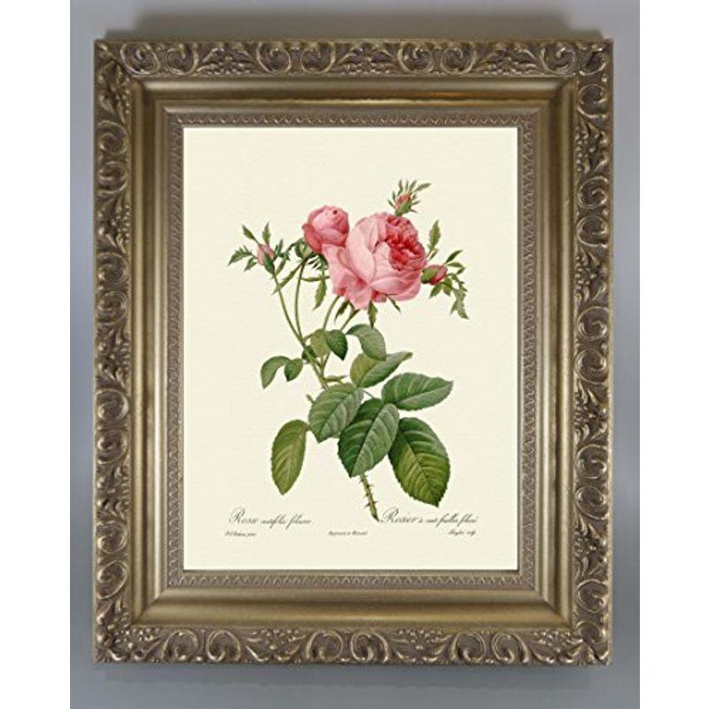 本物の BiblioArt Series 金縁額装品4 「ロサ・ケンティフォリア・フォリアセア」 P.J.ルドゥーテ 花瓶、花器 本物の BiblioArt Series 金縁額装品4 「ロサ・ケンティフォリア・フォリアセア」 P.J.ルドゥーテ 花瓶、花器