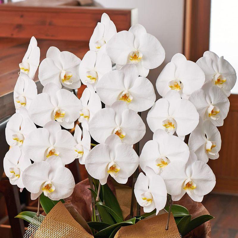 胡蝶蘭専門店はなやか 胡蝶蘭 白大輪 3本立ち 24輪以上 胡蝶蘭 白大輪 3本立ち 24輪以上 　