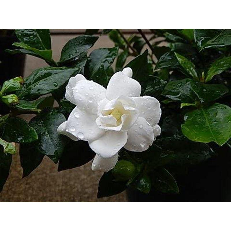 22年 盆栽 お花からいい香り 人気 八重咲きのクチナシ 母の日ギフト 花鉢 観葉植物 国産 観葉植物