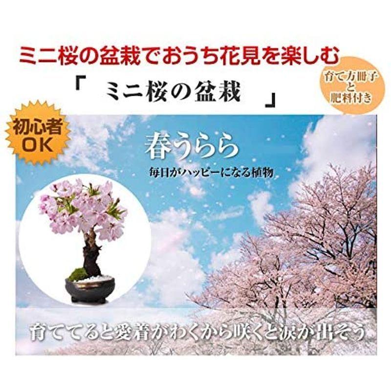 桜 盆栽 盆栽妙 開花終了 葉桜 おうちでお花見 桜のミニ盆栽 桜のミニ盆栽 鉢植え 盆栽 育て方冊子と肥料付き 盆栽妙 Hotlife 小さくても満開の花咲く 樹高15cm 激安通販新作