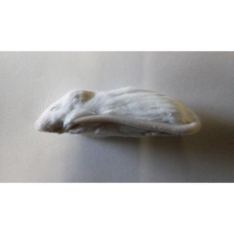 クール便発送 爬虫類 両生類のエサ 冷凍ホッパーマウス 爬虫類 両生類用品 300匹 300匹 ならショッピング ランキングや口コミも豊富なネット通販 更にお得なpaypay残高も スマホアプリも充実で毎日どこからでも気になる商品をその場でお求め
