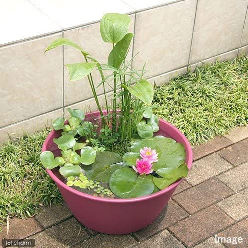 信用 ビオトープ めだか ビオトープレイアウトセット ライズボールプランター ４５０ レッドベリー スイレン赤付 本州四国限定 休眠株 Www Gtasavegames Com