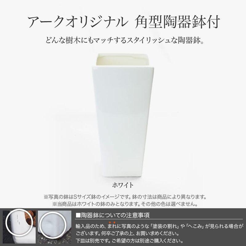 【〜6/6まで出品】 フェイクグリーン 大型 ホスタ プラント 130cm ギボウシ 斑入り SC/CT触媒加工済ta-7900sc 【1993753196】(10190円)