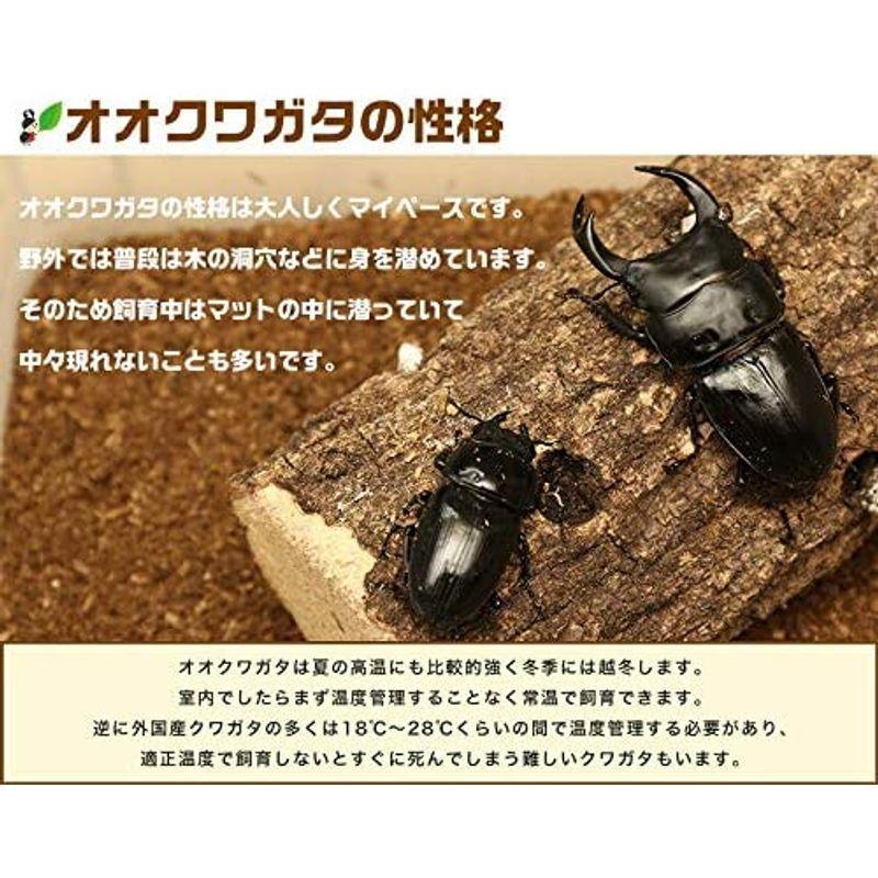 (オオクワガタ能勢産)セット売り今年5月に成虫に。77ミリ、76ミリ、75ミリのオス。52ミリ、51ミリ、50ミリのメス。 C98】 能勢YG オオクワガタ 新成虫58mm 種90mmx54.6mm