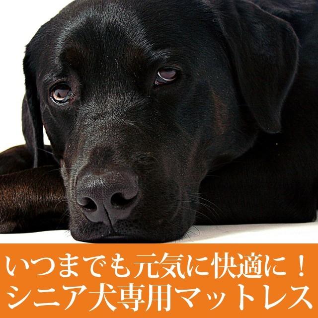 介護用　ペットケアマットNEO　Mサイズ シニア犬　爽快潔リビング　老犬用ベッド｜houndcom｜02