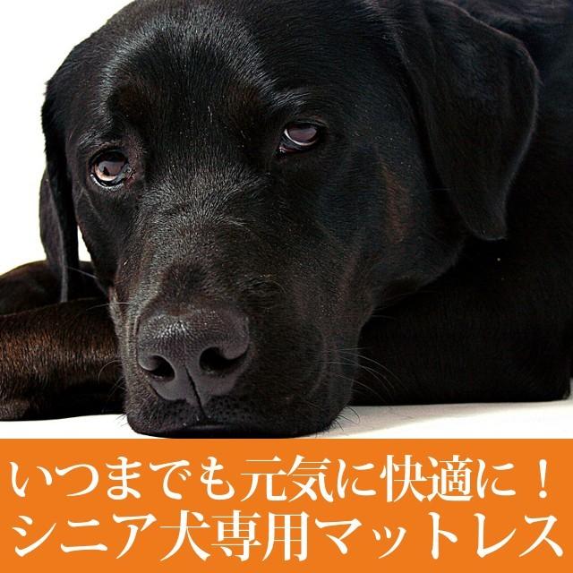 介護用 ペットケアマットNEO Mサイズ シニア犬 爽快潔リビング 老犬用