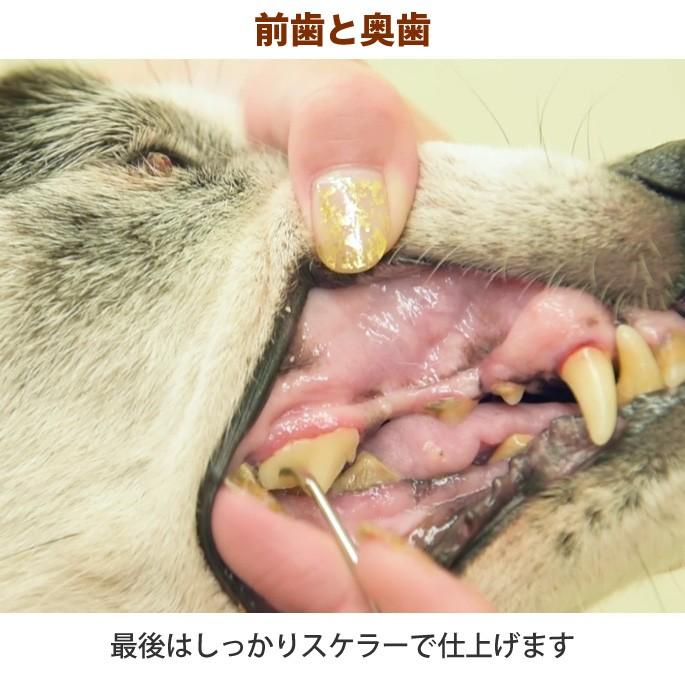 愛犬・愛猫用歯石取りペンチ ペット用 :dent-0018-:犬手作りごはん 