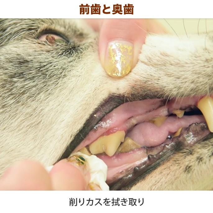 廉価版 ♬歯石ペンチ 愛犬お口ケア ブレンディングシザー8寸 犬用品