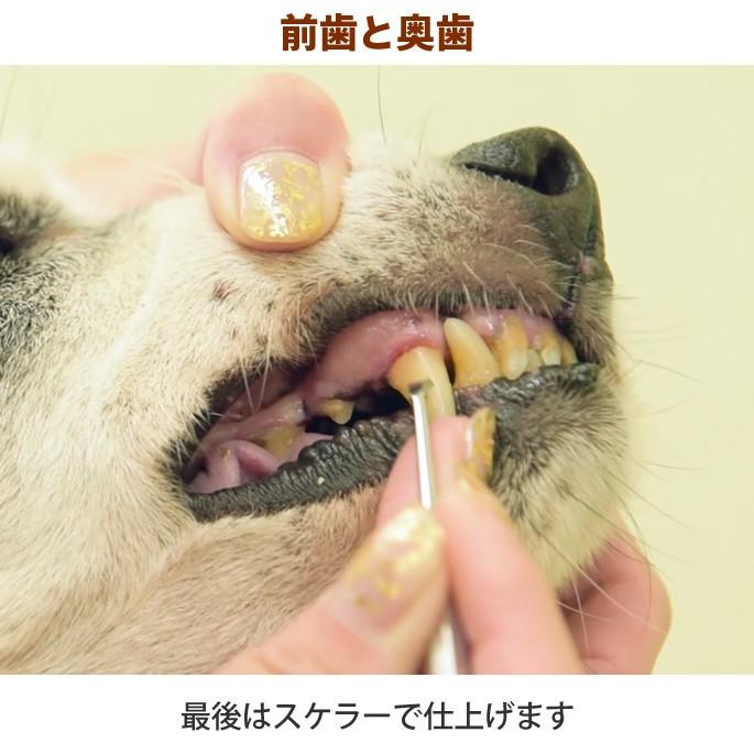 廉価版 ♬歯石ペンチ 愛犬お口ケア ブレンディングシザー8寸 犬用品