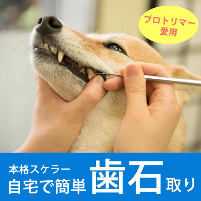 歯石取り&デンタルケアセット【a0368】｜houndcom｜02