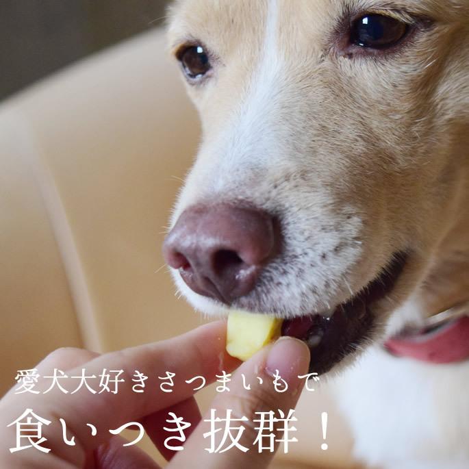 犬 おやつ ドッグフード 低リン 腎臓にやさしい 低脂肪 ウェット さつまいも 芋 手作り ぽてキューブ10＋1袋セット 100g ハウンドカム食堂 | 帝塚山ハウンドカム | 01