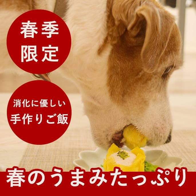 春季限定  愛犬用手作りごはん 春のうまみ満開御膳 ハウンドカム食堂  冷凍便 | 
