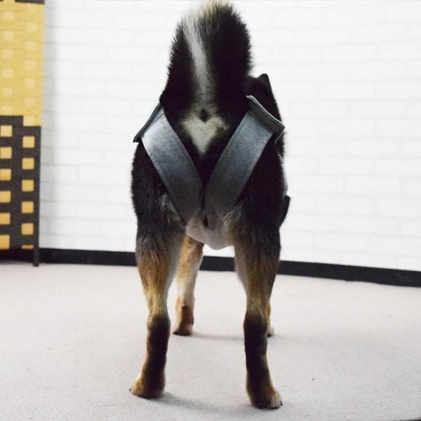 犬用　術後カバー服　中型犬用 サイズ40・45・50 | ASHU | 04