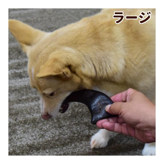 愛犬用 デンタルおもちゃ バッファローホーン ラージ | 