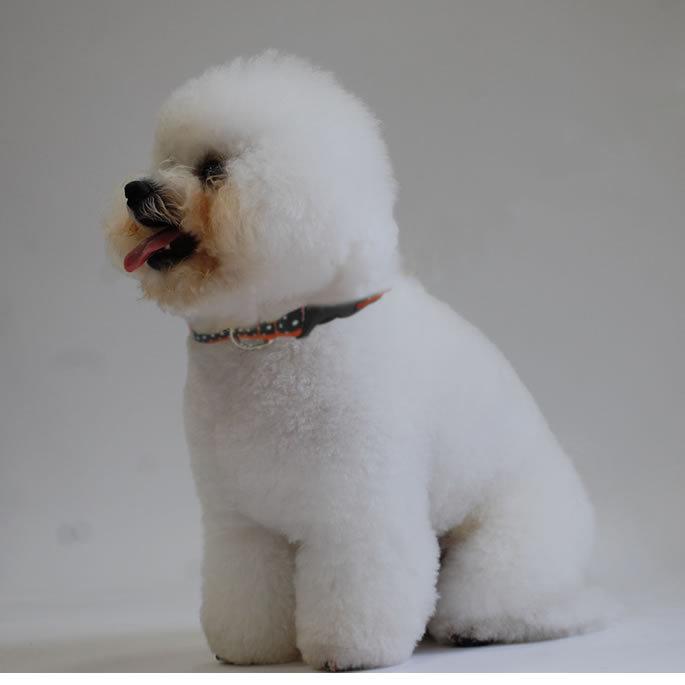ASHU 犬 首輪 ラブリードット カラー・首輪 サイズM : 安心おやつ