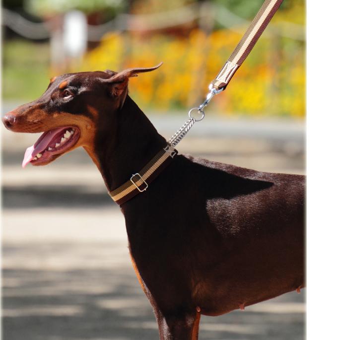 犬 ハーフチョーク しつけ用 ASHU トリコロール サイズL | ASHU | 05