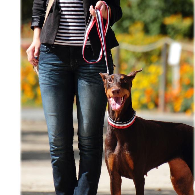 犬 リード お散歩 ASHU トリコロール リード サイズ L | ASHU | 06