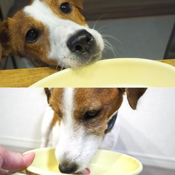 犬用ミルク　シグネチャー7 ゴートミルク　12袋セット　 ヤギミルク　全年齢対応 | 帝塚山ハウンドカム | 08