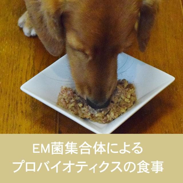テラカニス　アリベット　インテスティナルチキン 400g　愛犬用コンプリート食 EM菌集合体による胃腸環境の健康維持 |  | 01