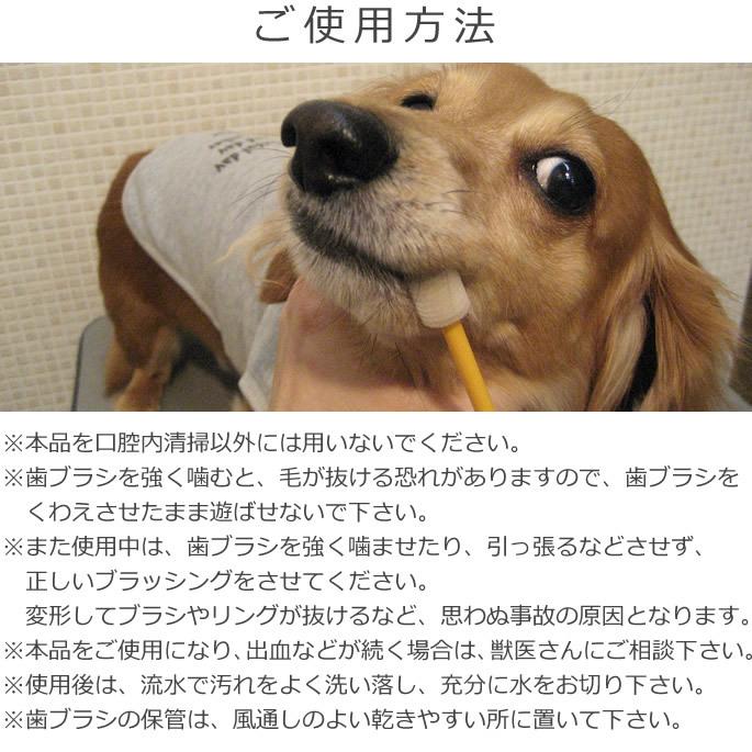 犬 歯磨き ペット歯ブラシ シグワン 小型犬用 ビバテック | VIVATEC | 06