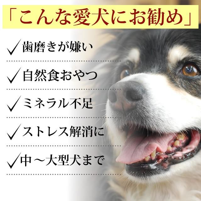 好評 犬 生肉 エゾ鹿肉 ゲン骨 1本 3袋セット 新版 Www Muslimaidusa Org