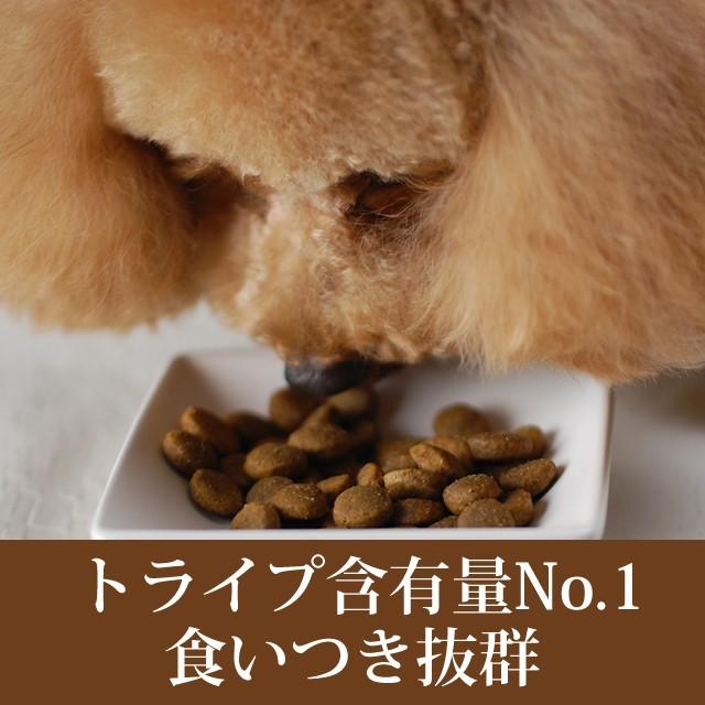ドッグフード 犬 ドライフード 総合栄養食 乳酸菌 消化 穀物フリー