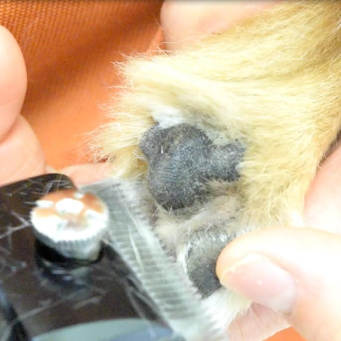 プロトリマーオススメ スピーディクｇｒａｃｉａ サマーカットセット 上手なバリカン使用法ｄｖｄ付き プロ用 バリカン 犬用バリカン Tp ss 犬手作りごはん帝塚山ハウンドカム 通販 Yahoo ショッピング