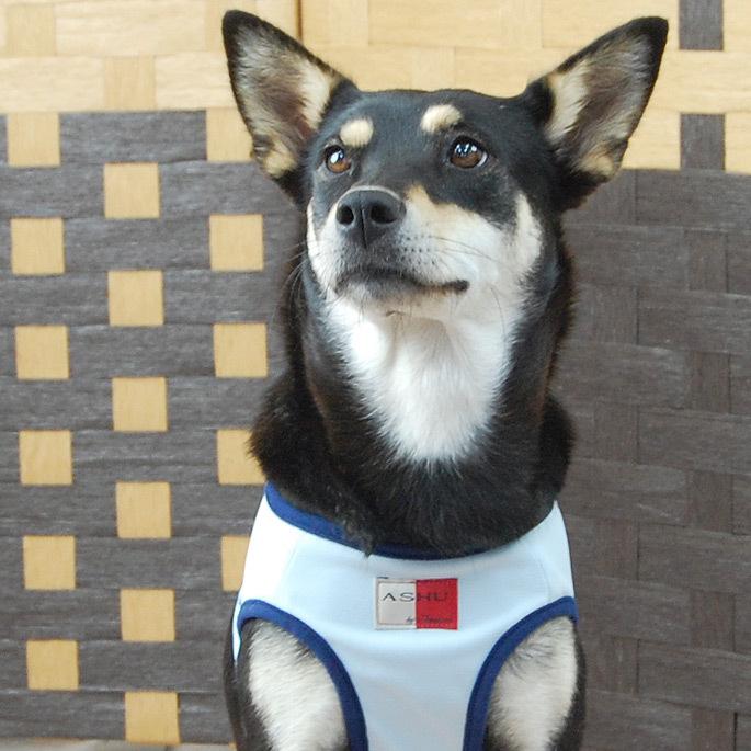 ASHUクールウェアハーネス＆リードセット LLサイズ 中型犬用の画像